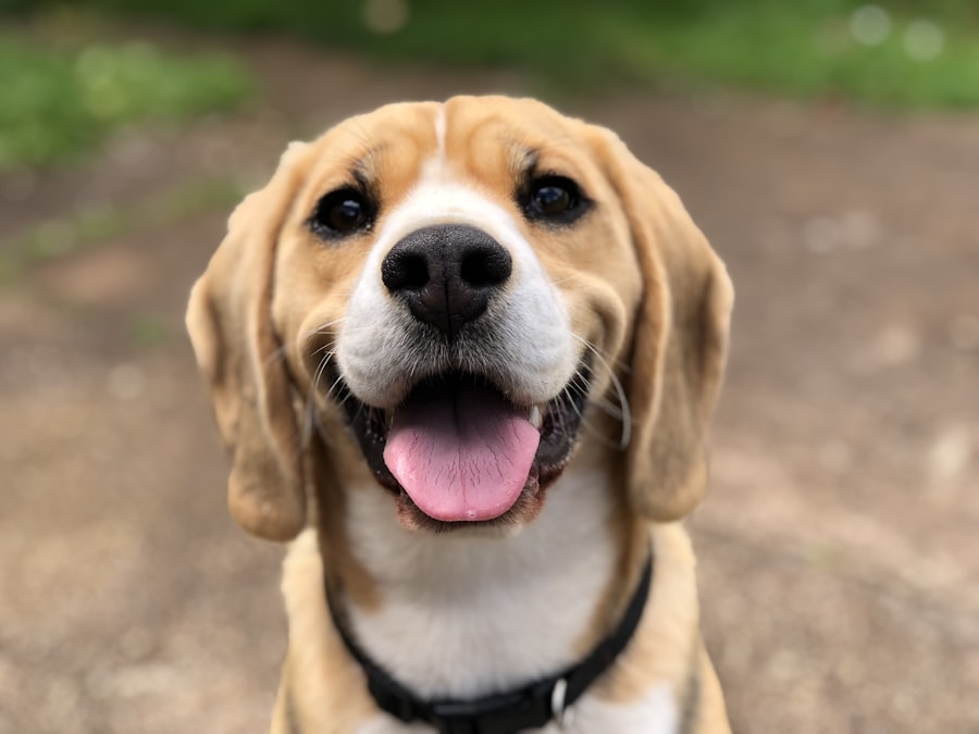 Cucciolo di cane