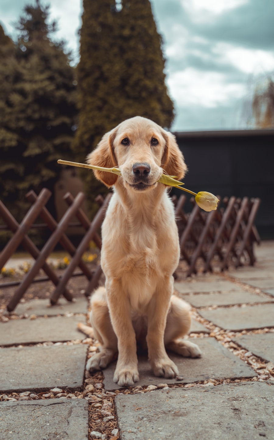 Cucciolo di cane