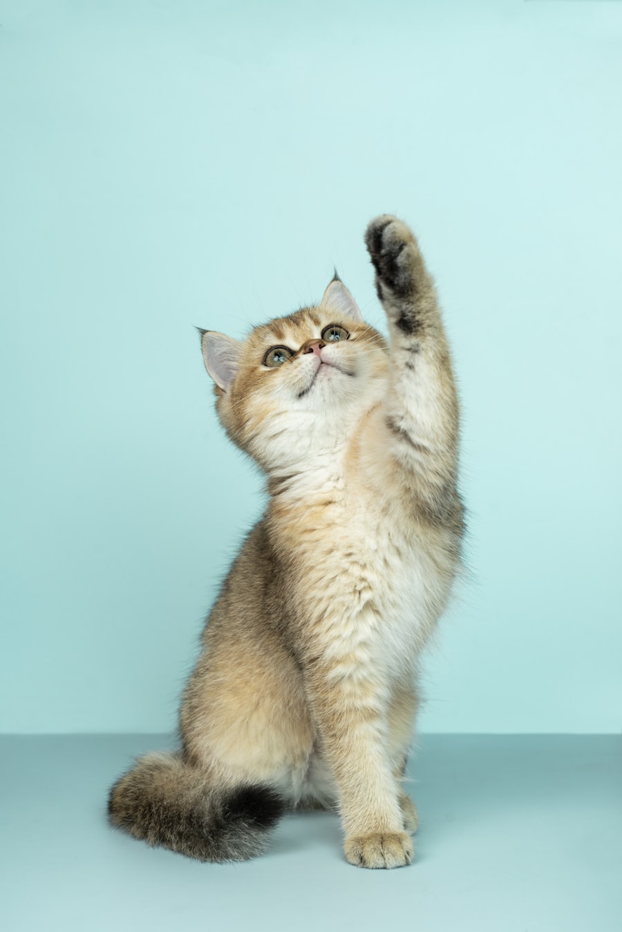 Cucciolo di gatto